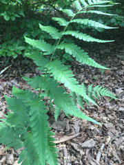Dryopteris celsa