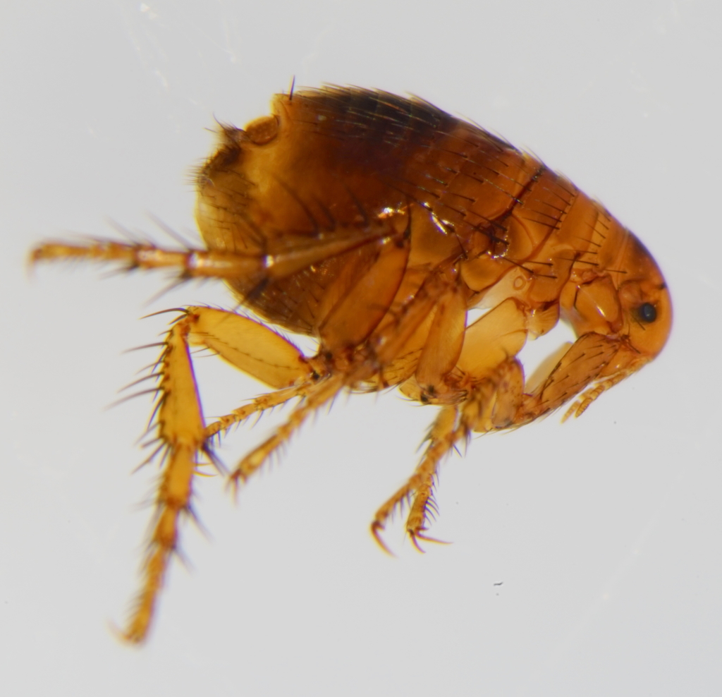 Human Flea