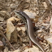 Ctenotus arcanus - Photo Oikeuksia ei pidätetä, lähettänyt Richard Fuller