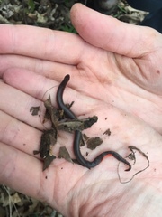 Carphophis amoenus helenae