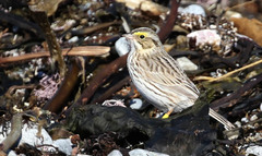 Passerculus sandwichensis princeps
