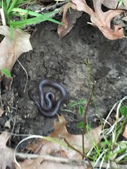Carphophis amoenus helenae