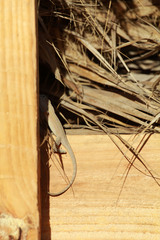 Anolis cybotes