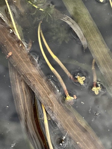 Vallisneria americana