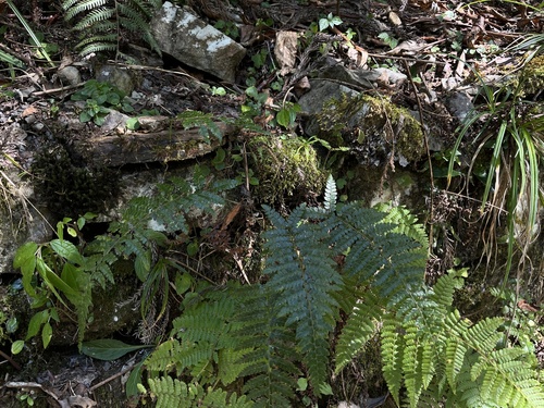 Polystichum piceopaleaceum iNat (3)