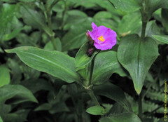 Tradescantia poelliae image