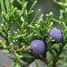 Junipers - Photo (c) Paul Marcum, some rights reserved (CC BY-NC), uploaded by Paul Marcum