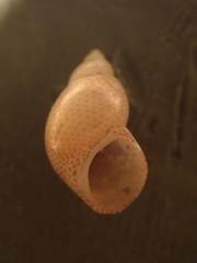 Tricolia tenuis