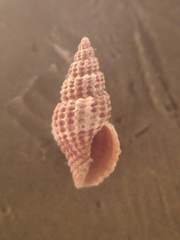 Raphitoma purpurea