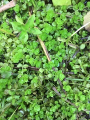 Micranthemum umbrosum