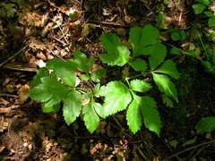 Pleurospermum austriacum
