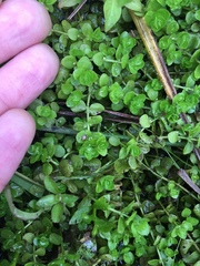 Micranthemum umbrosum