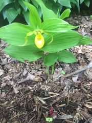 Cypripedium parviflorum pubescens