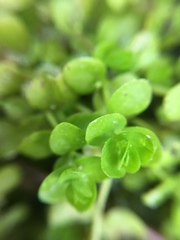 Micranthemum umbrosum