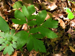 Pleurospermum austriacum