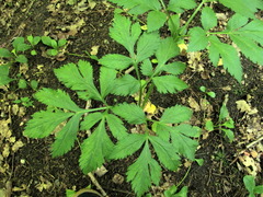 Pleurospermum austriacum