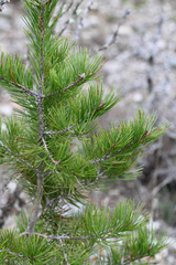 Pinus remota