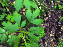 Pleurospermum austriacum
