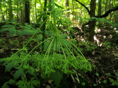 Pleurospermum austriacum