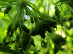 Pleurospermum austriacum