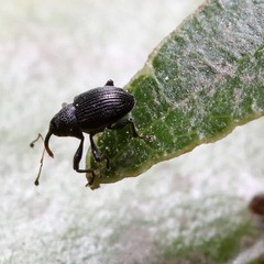 Archarius salicivorus