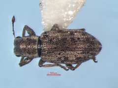 Sitona lineellus
