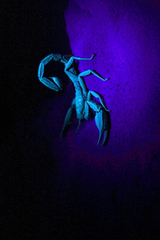 Pseudouroctonus reddelli