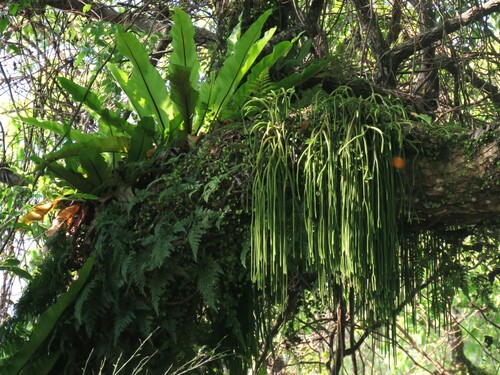 Huperzia carinata iNat (1)