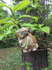 Exobasidium symploci