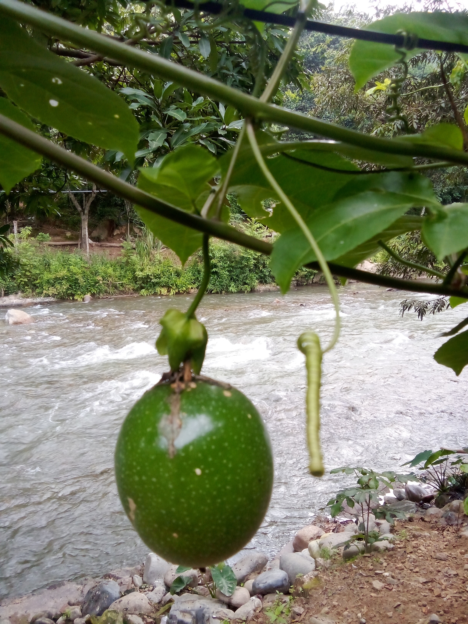 Passiflora edulis image