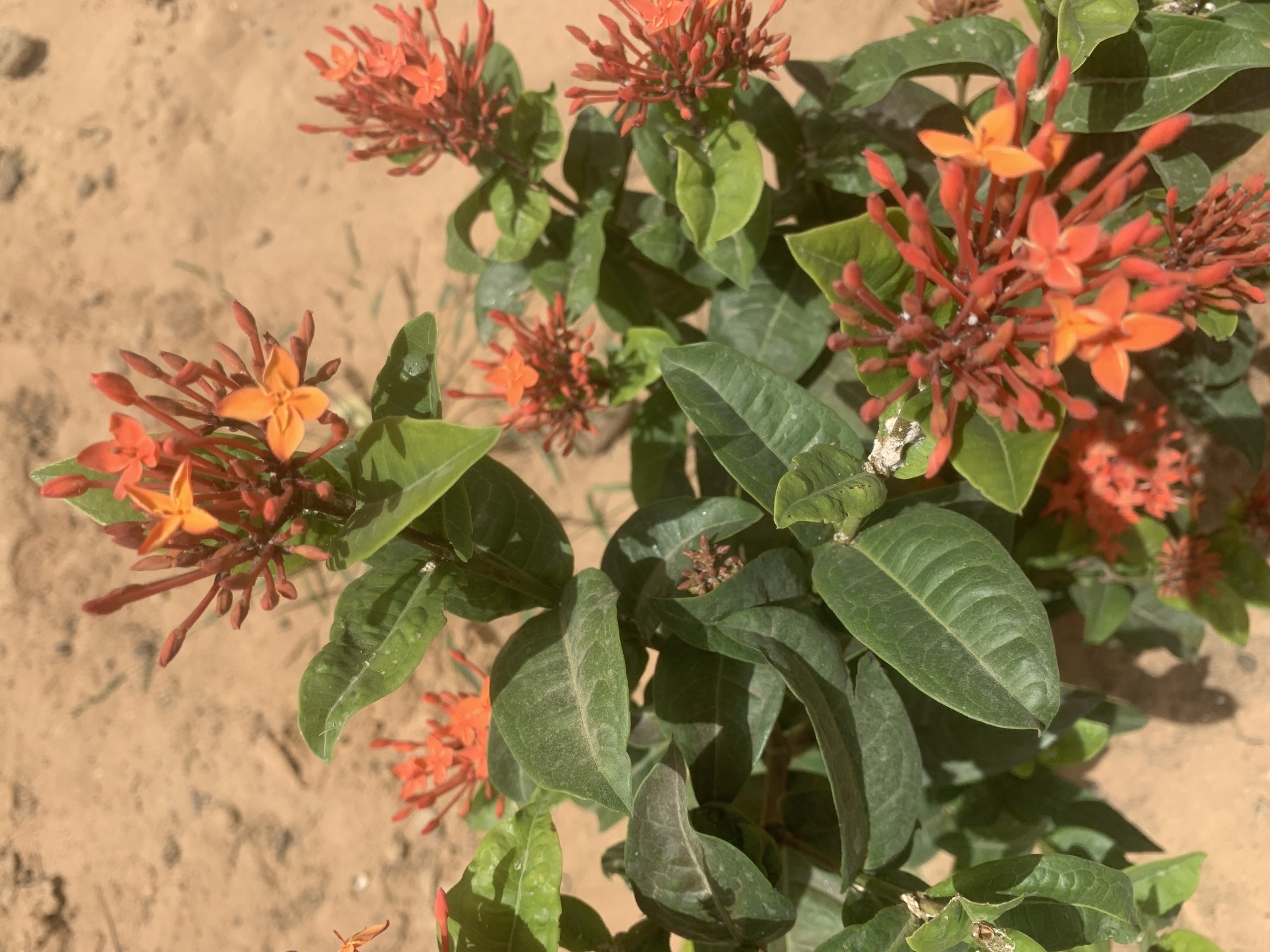 Imagem de Ixora