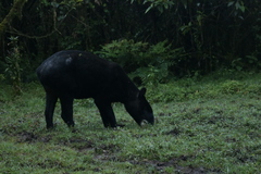 Tapirus pinchaque