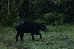 Tapirus pinchaque