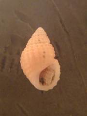 Alvania cimex