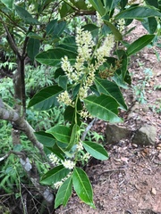 Itea