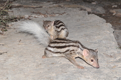 Broad-Striped Malagasy Mongoose photo 3