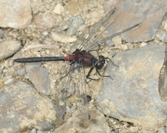 Leucorrhinia glacialis