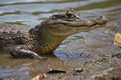 Caiman crocodilus
