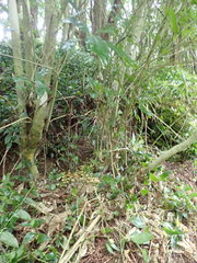 Melicytus ramiflorus ramiflorus