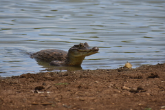 Caiman crocodilus