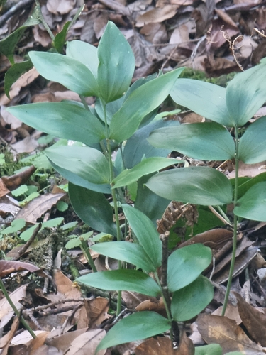 Image of Ruscus streptophyllus by (c) Vítor Jorge, some rights reserved (CC BY)
