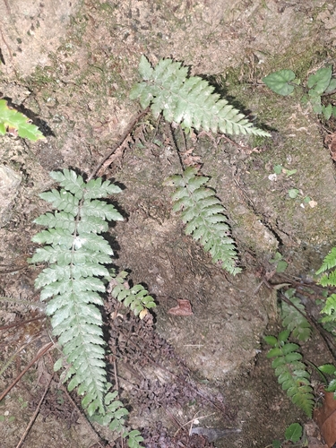 Polystichum piceopaleaceum iNat (1)