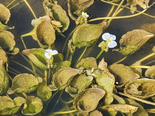 Image of Ottelia alismoides by (c) Aravinth, some rights reserved (CC BY)