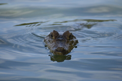 Caiman crocodilus