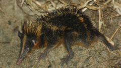 Hemicentetes semispinosus