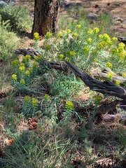 Myrsiniteae