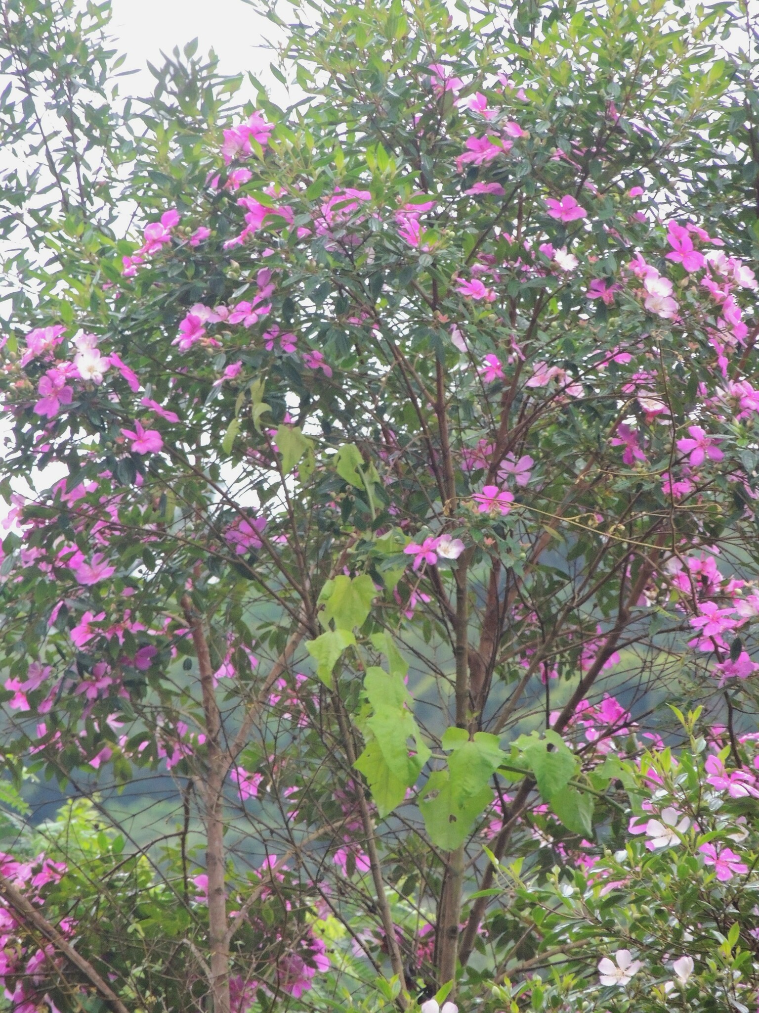 Imagem de Manacá da serra