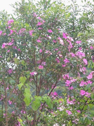 Foto de Manacá da serra