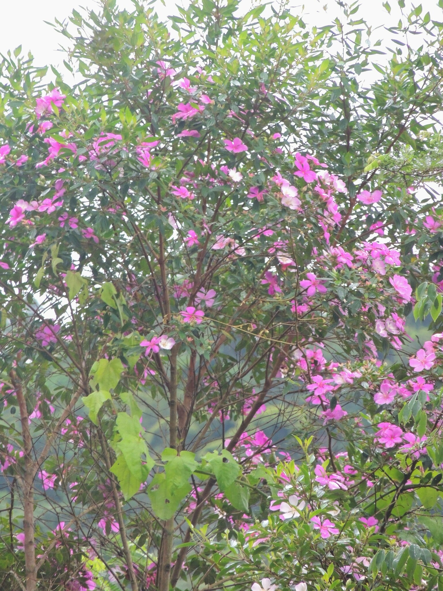 Imagem de Manacá da serra