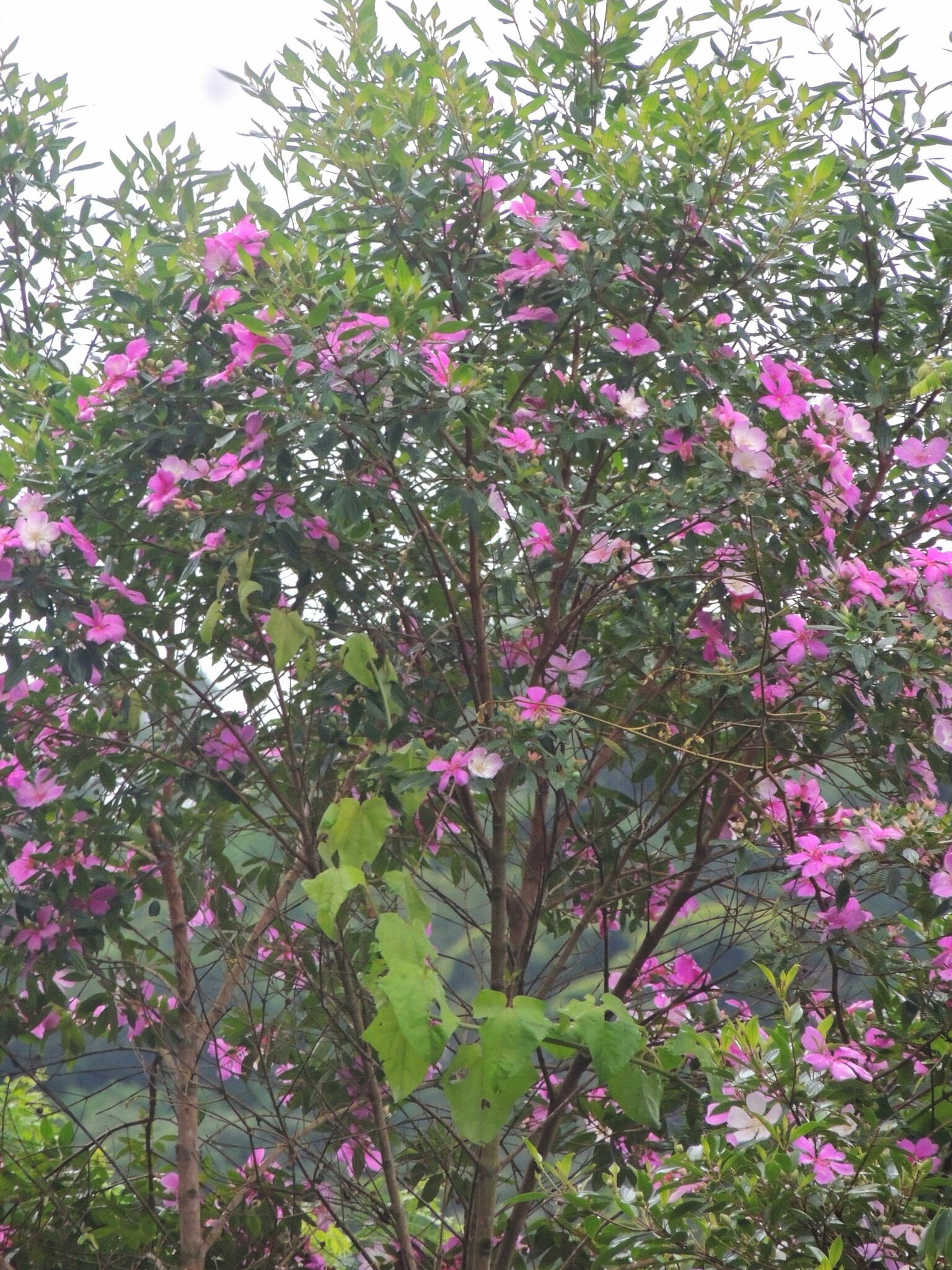 Imagem de Manacá da serra